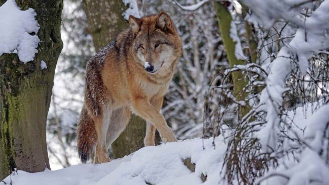 Lobo, con mala fama