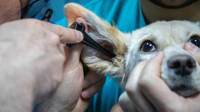 Perro en el veterinario