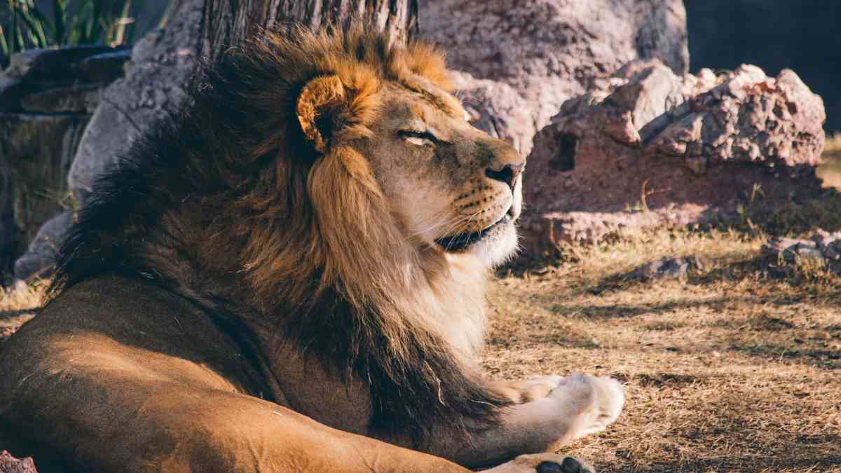 Tipos de leones y su situación