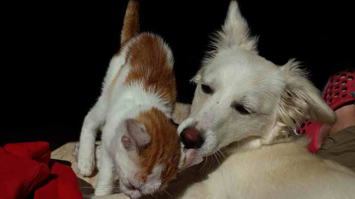 Disputas entre perros y gatos
