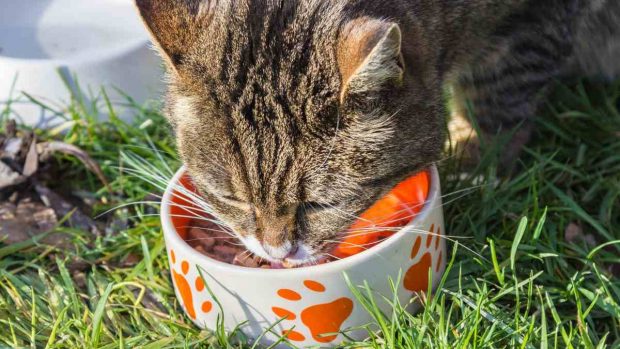 Comida de casa para gato