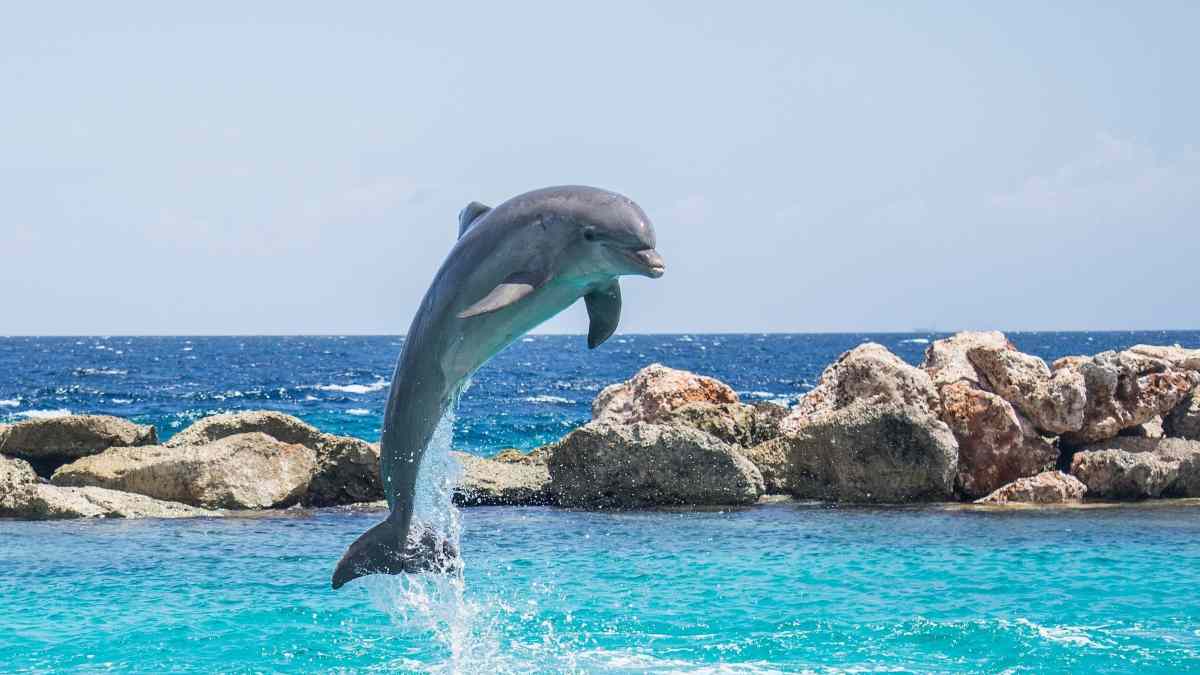 La simpatía del delfín