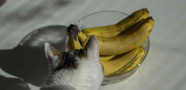 Fruta que tu gato no debería comer