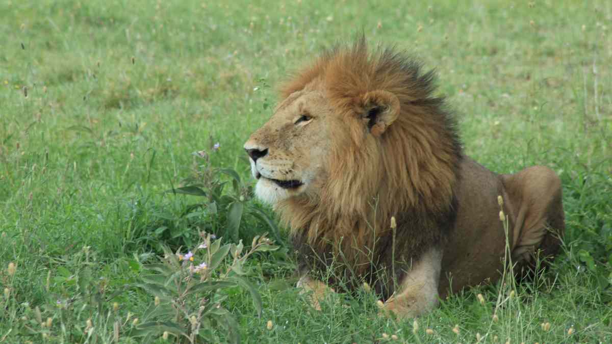 Las reservas de leones más impresionantes del mundo
