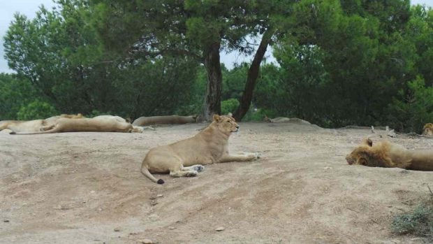 Las reservas de leones más impresionantes del mundo