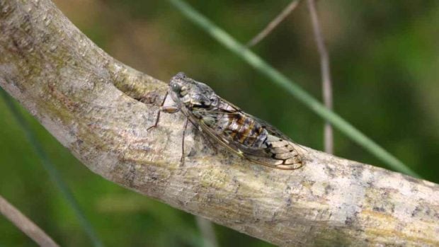 Canto de la cigarra