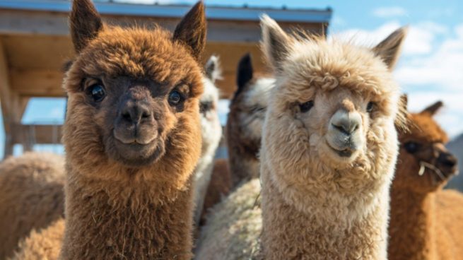 Las alpacas podría ser clave en la lucha del mundo contra el coronavirus