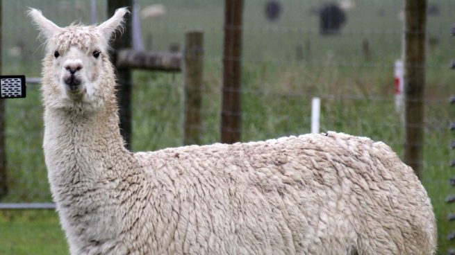 Las alpacas podrían ser clave para acabar con el coronavirus