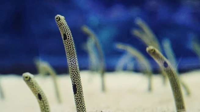 Facebook: Un acuario de Tokio busca voluntarios para hacer videollamadas con anguilas