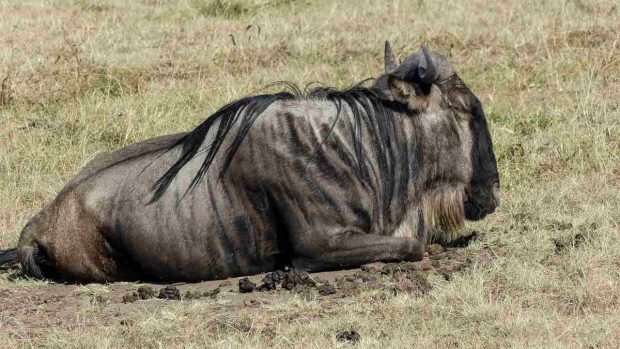 Safari África