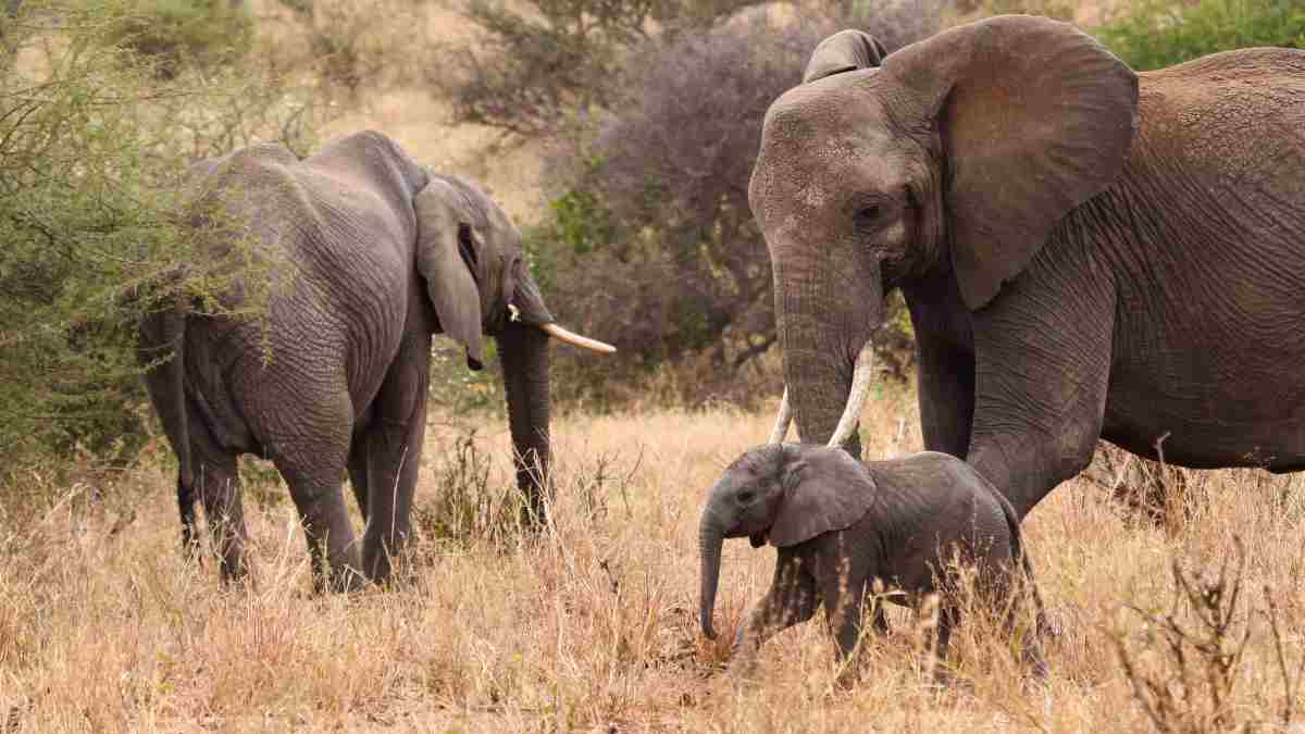 El mejor safari para hacer en Africa