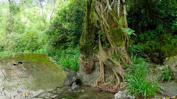 Vacunas para la selva