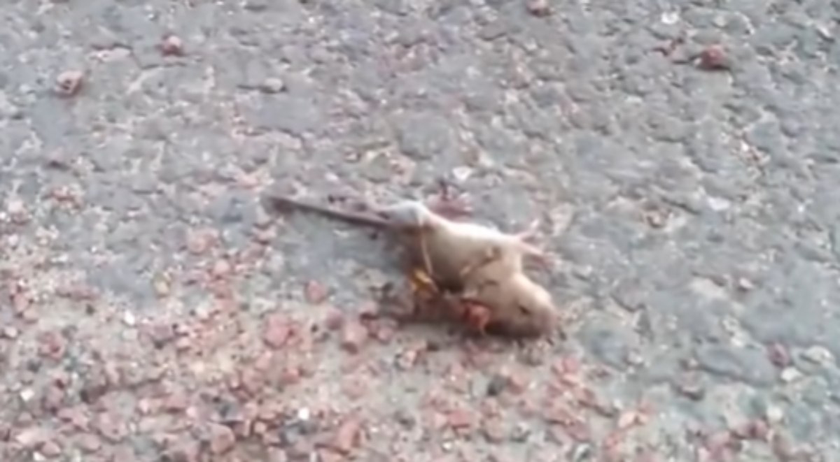 YouTube: Impactante vídeo de un avispón gigante asiático devorando un ratón