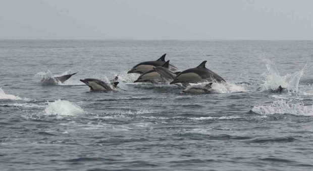 Cría de delfines