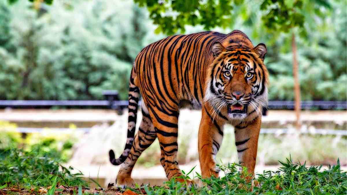 Caracteres del tigre sumatra_