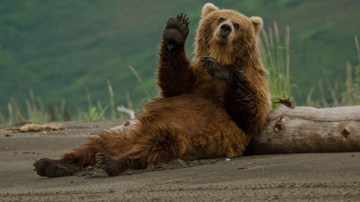 Facebook: Un oso siembra el caos en un pueblo al subirse por los balcones
