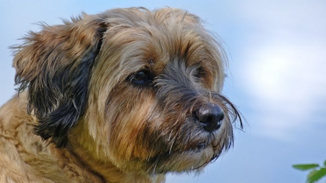 Las 5 actividades más peligrosas para tu perro en verano: cómo evitarlas