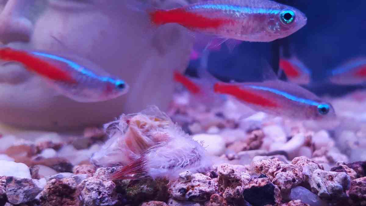 Curiosidades del pez neón