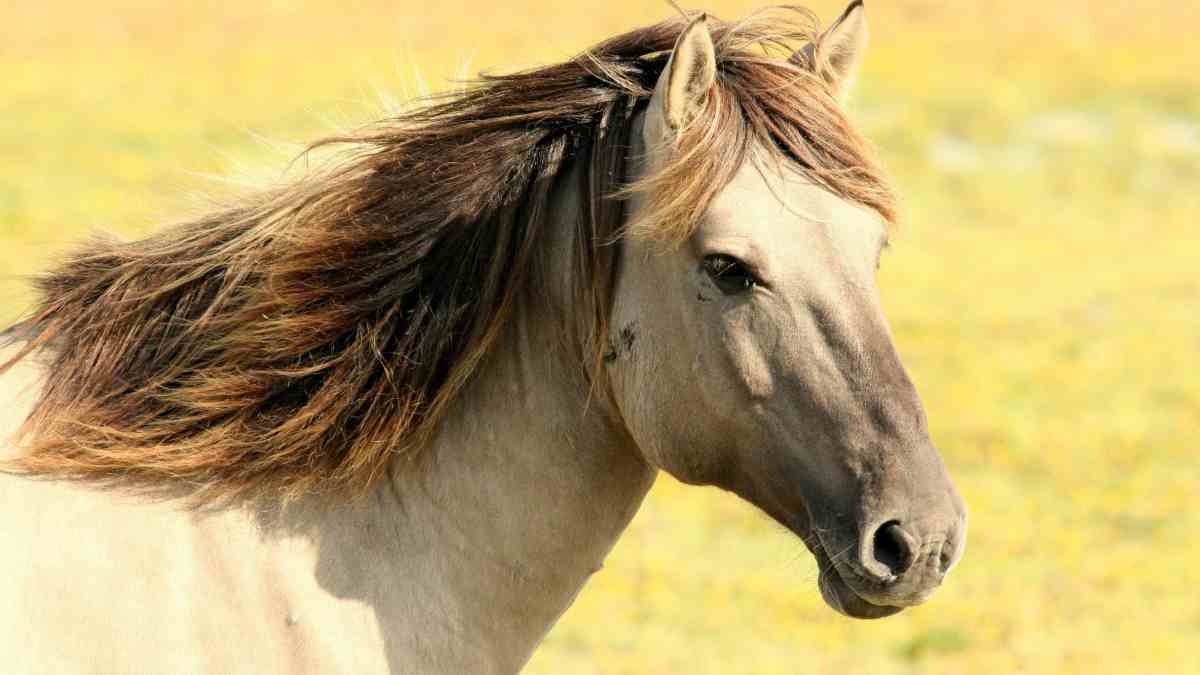 Capacidad de pensar en el caballo