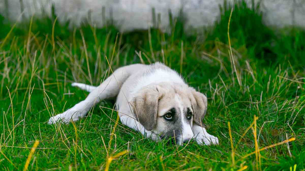 Detección de estreñimiento en perros