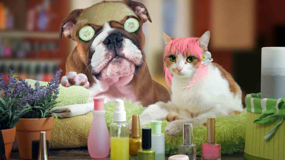 Consejos para maquillar a mascotas