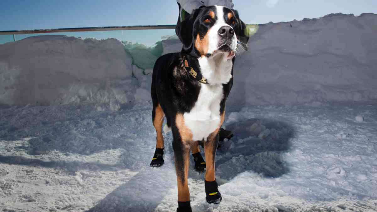 Botitas perro coronavirus
