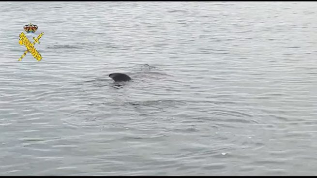 La Guardia Civil alerta de un tiburón peregrino de más de ocho metros frente a una playa de Granada