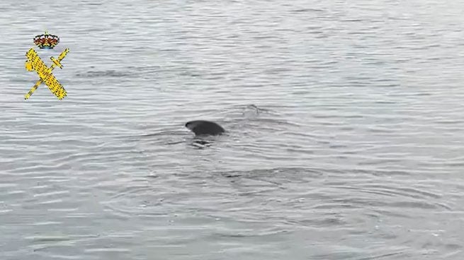 Avistan un tiburón peregrino de más de ocho metros frente a una playa de Polopos (Granada)