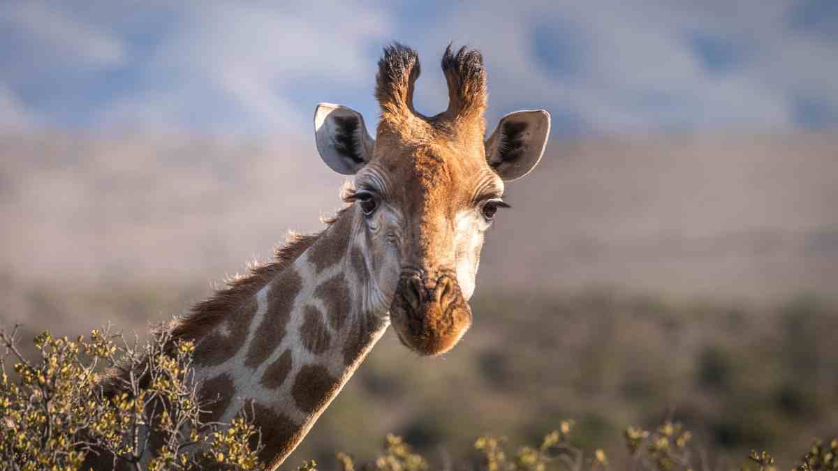 Lo que debes saber sobre la jirafa