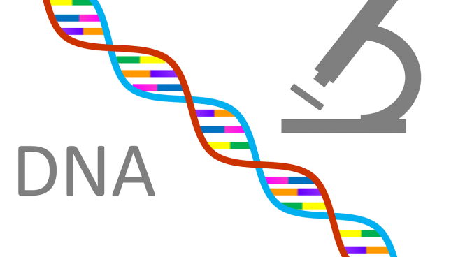 ¿Conoces la diferencia entre ADN y ARN?