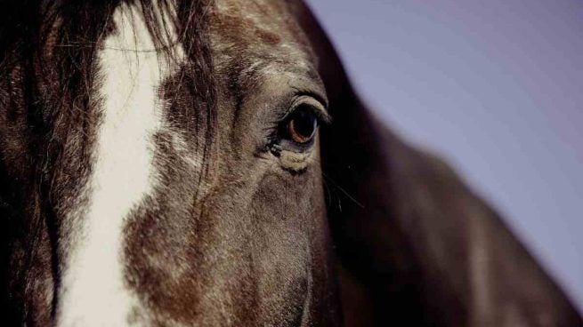 Mirada de caballo triste