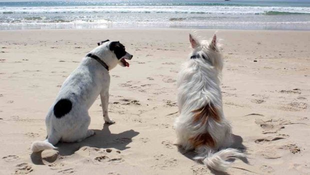 Tu mascota en verano 