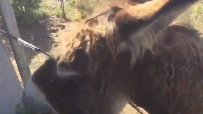 Twitter: El emocionante encuentro entre la burra Baldomera y su propietario