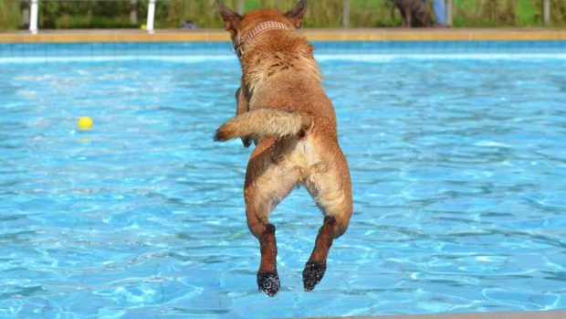 Perro en piscina