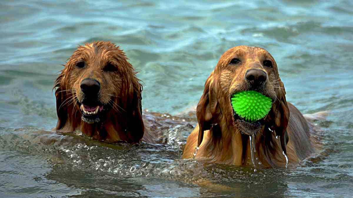 El verano y tu mascota
