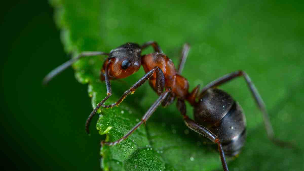 Características de la hormiga cortadora de hojas