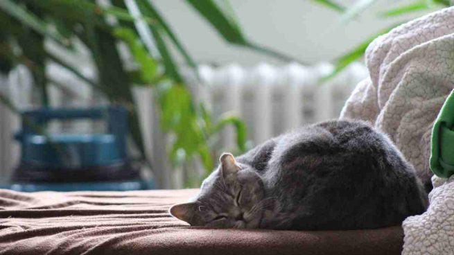 Gato se queda solo en casa