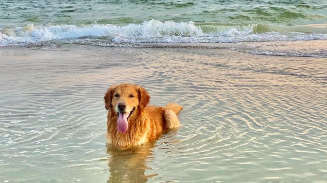 Playas de España para el perro