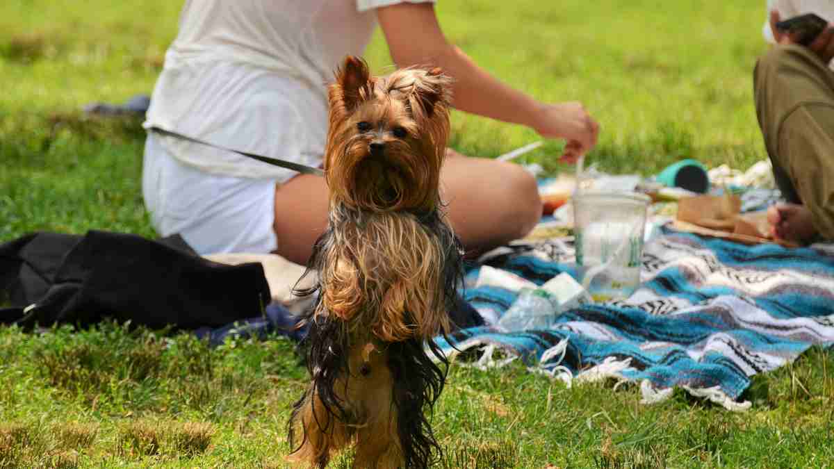 Hacer un picnic con tu mascota
