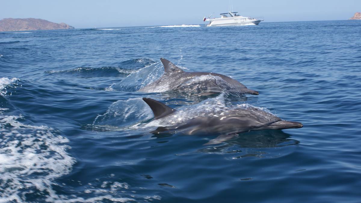 Reproducción de los delfines