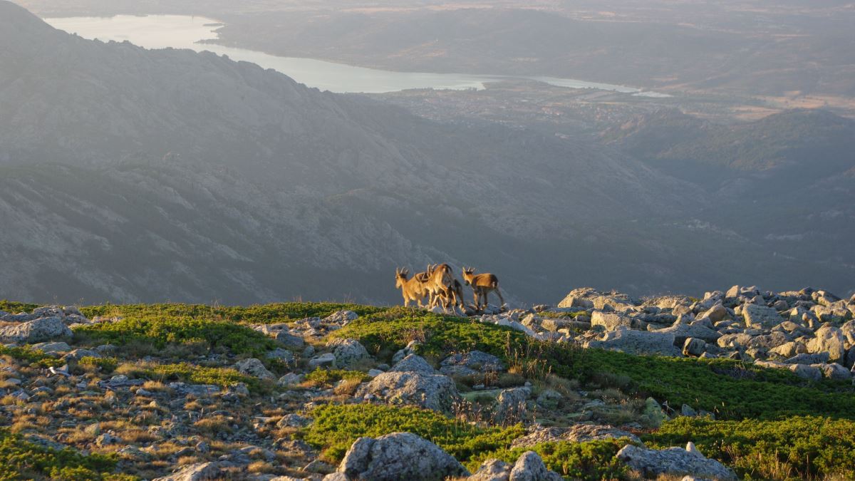 Los madrileños cuentan los días para poder ir a la Sierra a disfrutar de la naturaleza