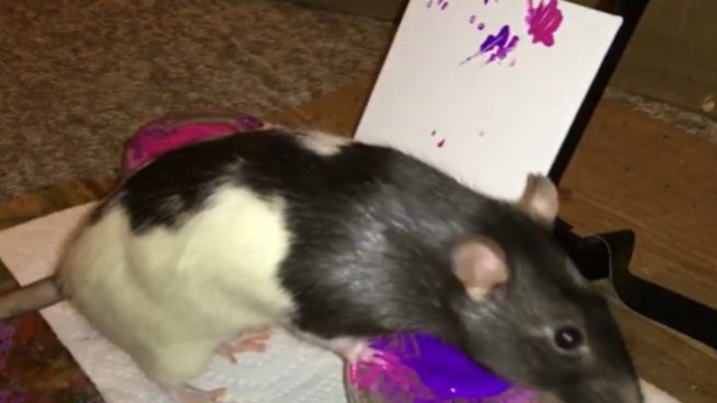 YouTube: Una rata aprende a pintar cuadros que se venden por más de 1.000 euros cada uno