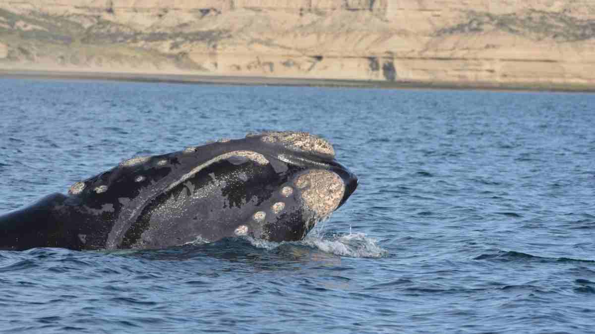 Animales curiosos: la ballena franca