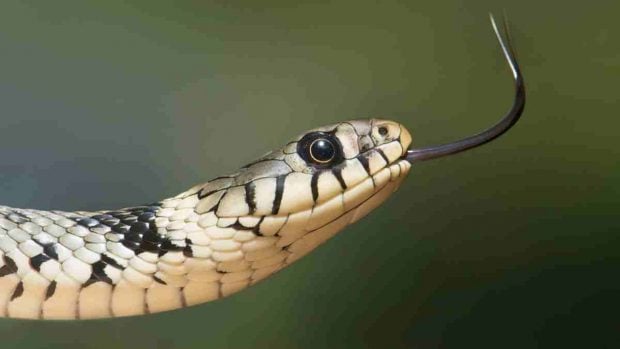 Veneno serpiente