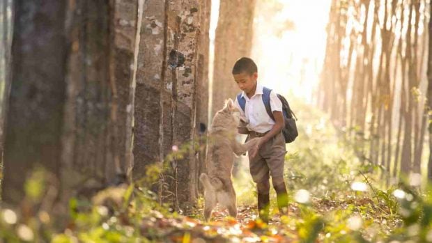 Niño teme perro