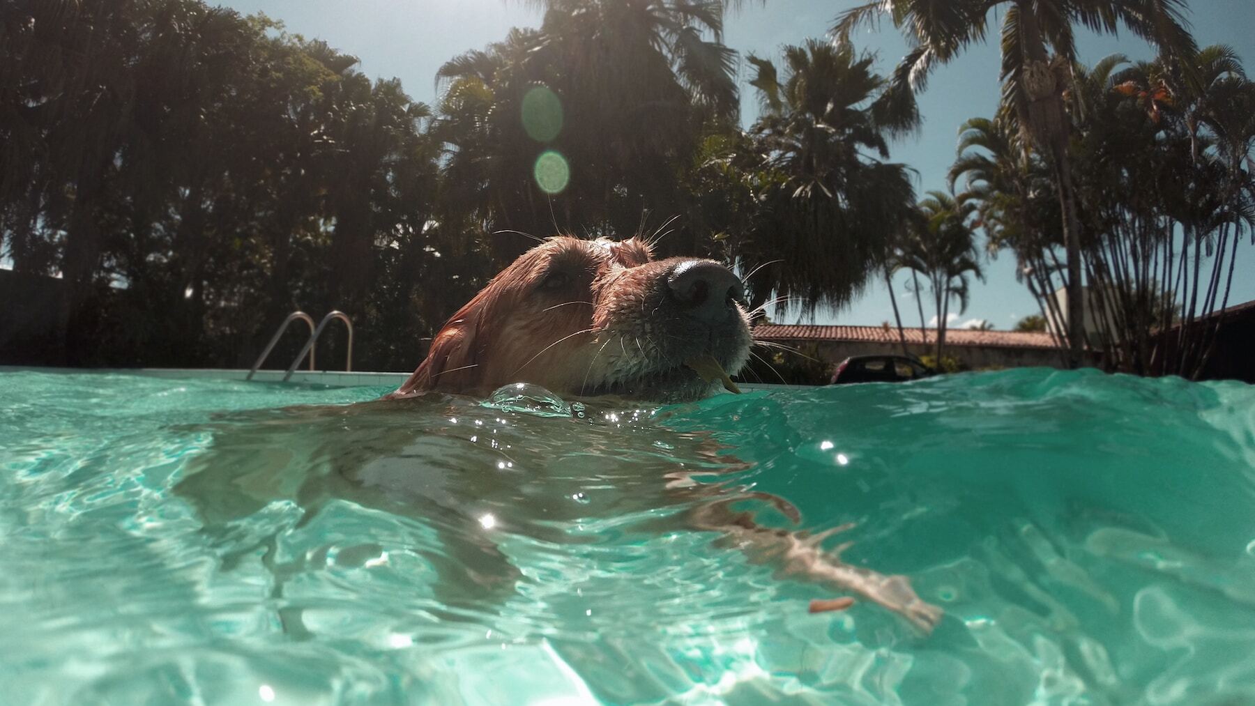 3 datos sobre el baño de los perros en verano
