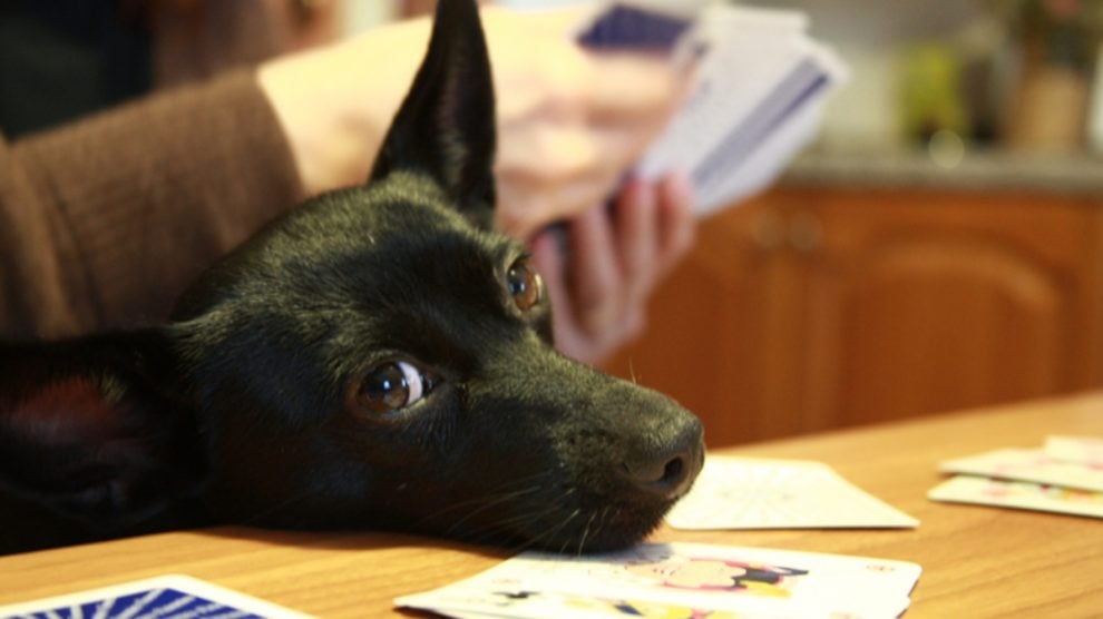 Estimulación cognitiva y juegos mentales para perros