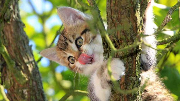 Gato en árbol