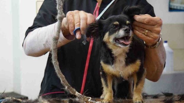 Corte de pelo a perro