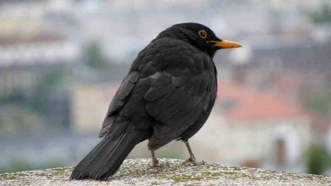 Aves curiosas, el tordo